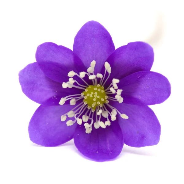 Anemone Hepatica — Stockfoto