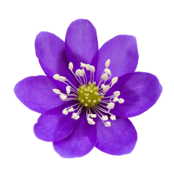 Анель Эпатика
