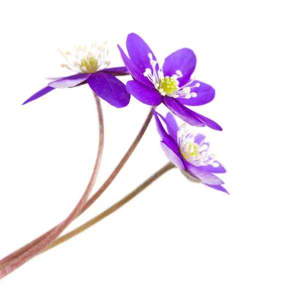 Anemone hepatica — Stock Photo, Image