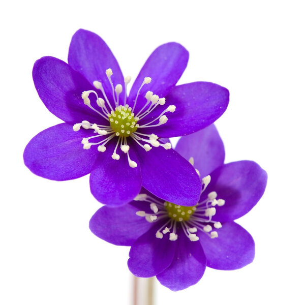 Анель Эпатика
