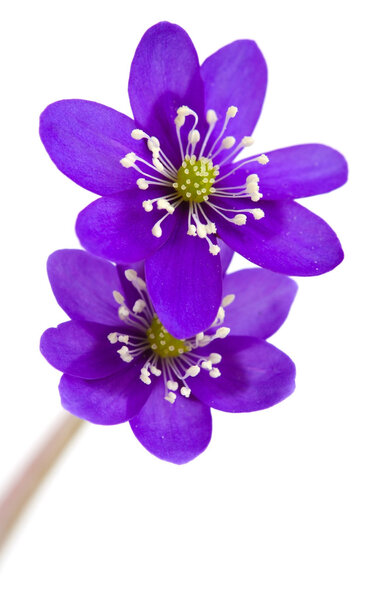 Анель Эпатика
