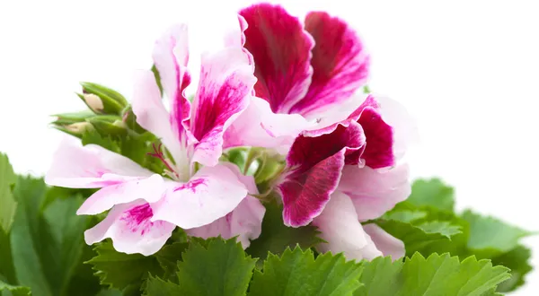 Pelargonia — Zdjęcie stockowe