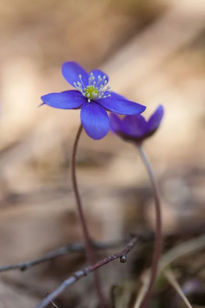 아 네모 네 hepatica — 스톡 사진