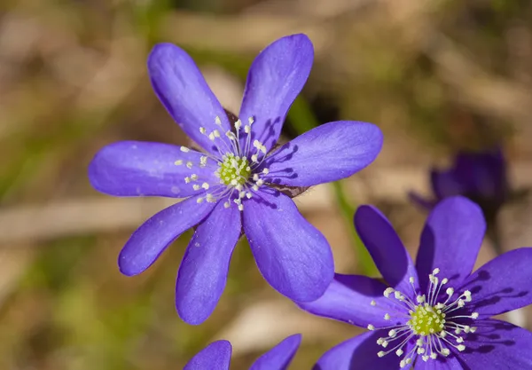 Ανεμώνη hepatica — Φωτογραφία Αρχείου