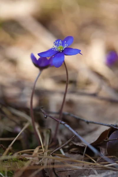 Anemonenhepatika — Stockfoto