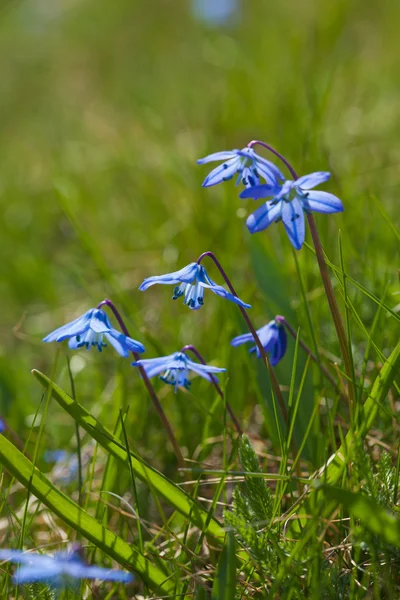 Kwitnienia makro scilla — Zdjęcie stockowe