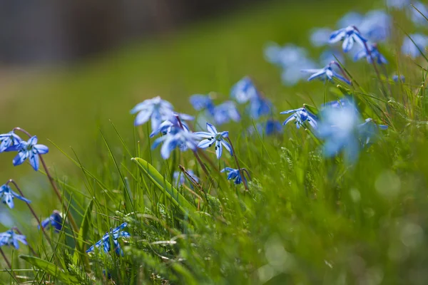 Flowering scilla macro — Stock Photo, Image