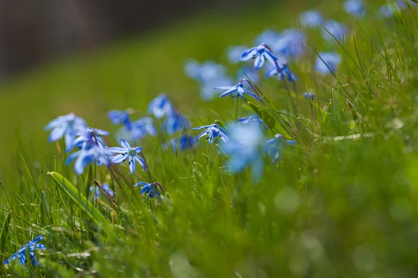 Flowering scilla macro — Stock Photo, Image