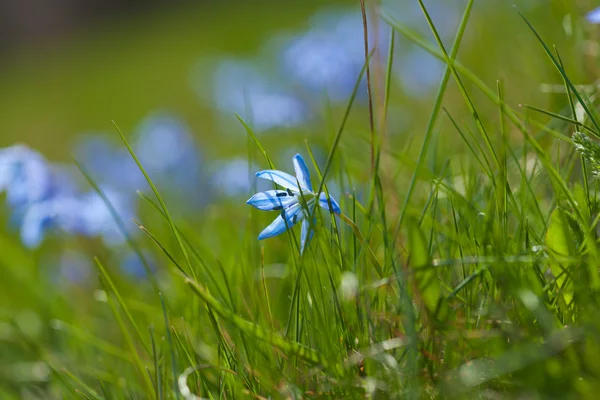 Flowering scilla macro — Stock Photo, Image