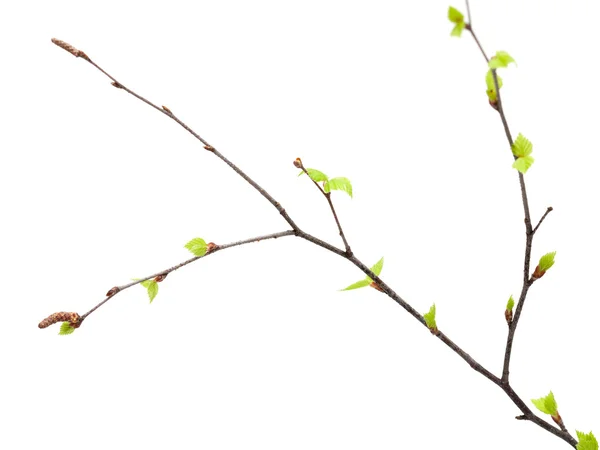 Siver abedul hojas jóvenes aisladas —  Fotos de Stock