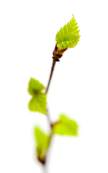 Siver bétula folhas jovens isolado — Fotografia de Stock