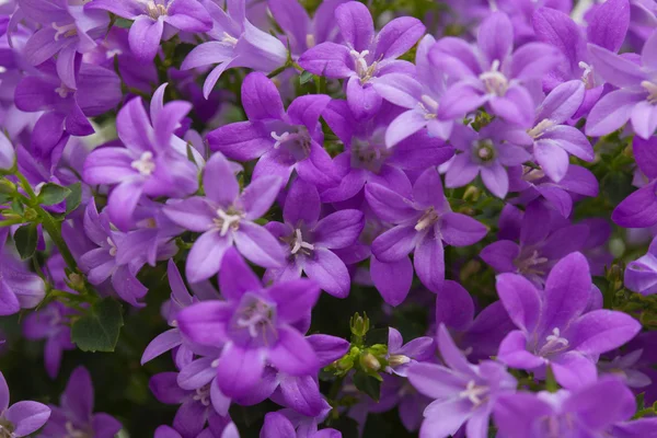 Campanula muralis — Foto Stock