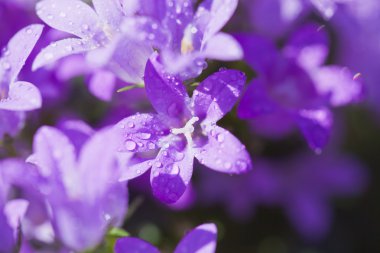 çan çiçeği muralis