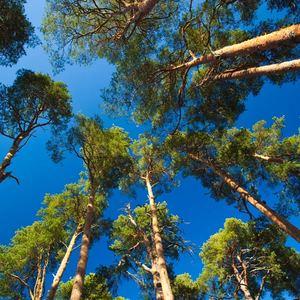 Pijnbomen — Stockfoto