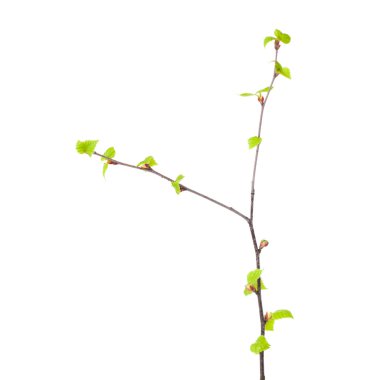 Gümüş huş genç izole bırakır