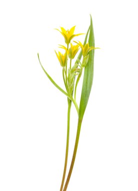 Gagea lutea,
