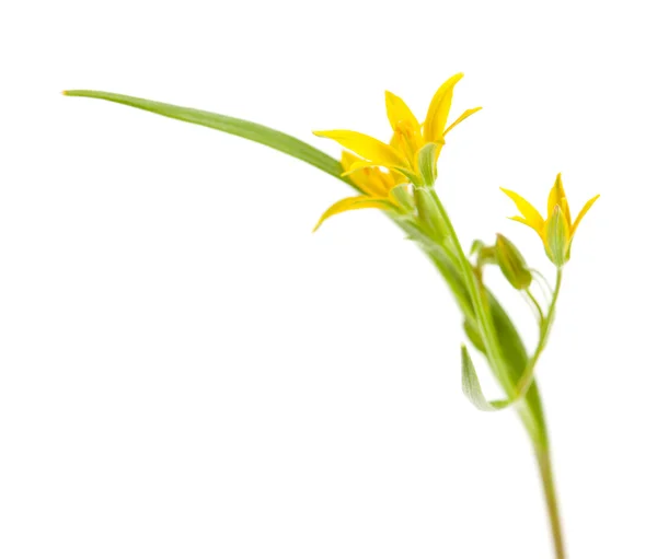 Gagea lutea, — Fotografia de Stock