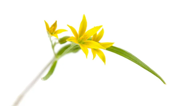 Gagea lutea, — Stockfoto