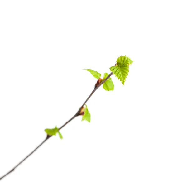 Junge Blätter der Birke isoliert — Stockfoto