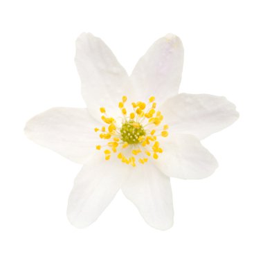 anemon nemorosa