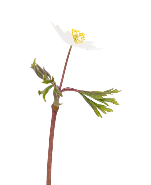 Anemone nemorosa — Zdjęcie stockowe