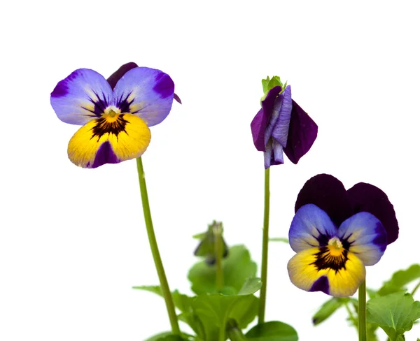 Pansy. —  Fotos de Stock