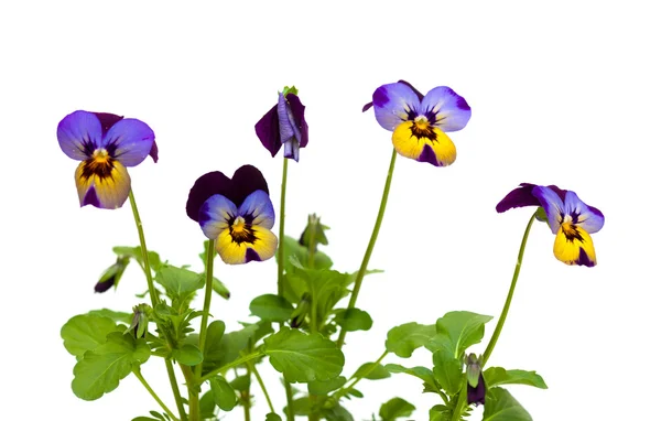 Pansy... — Fotografia de Stock