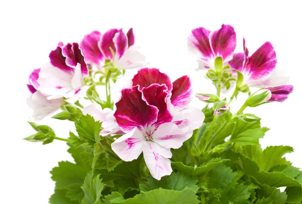 Pelargonia — Zdjęcie stockowe