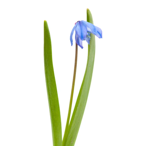 Scilla — Stockfoto