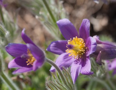 pulsatilla