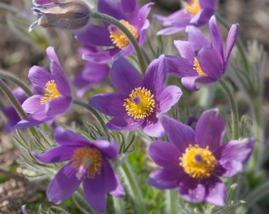 pulsatilla