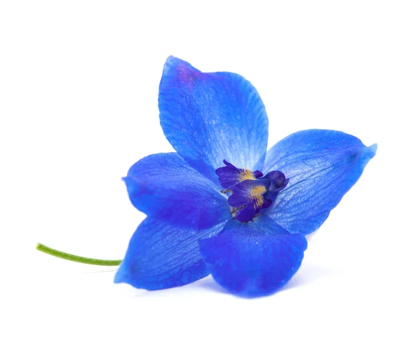 Delphinium — Stockfoto