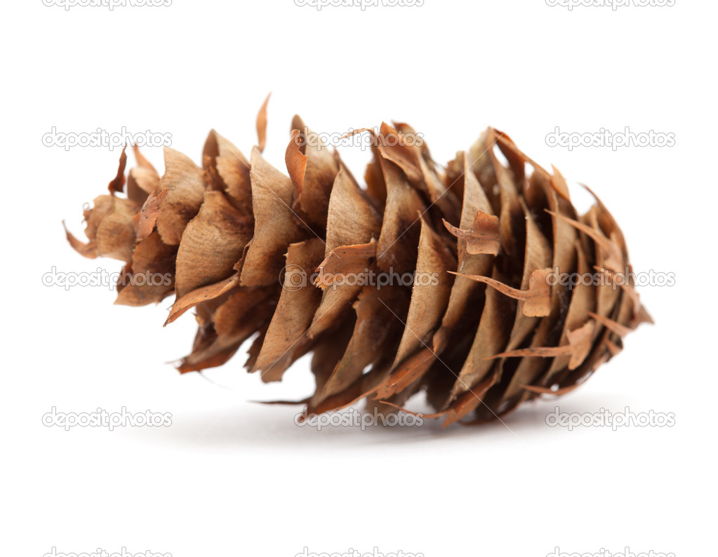 cone of Pseudotsuga menziensii