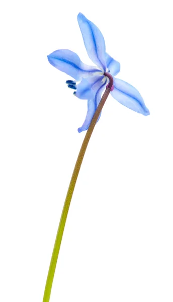 Scilla — Stock Photo, Image