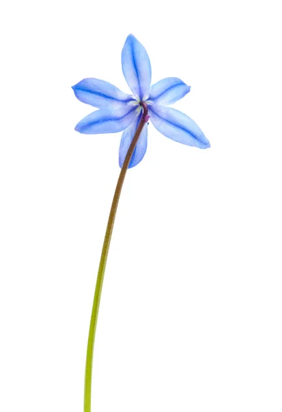 Scilla — Stockfoto