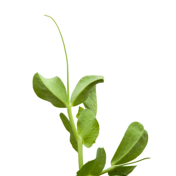 Garden pea plants — Stock Photo, Image