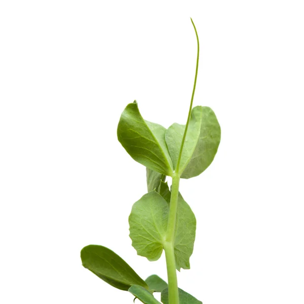 Garden pea plants — Stock Photo, Image