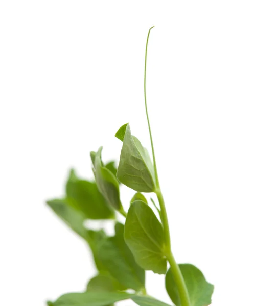 庭のエンドウ豆の植物 — ストック写真