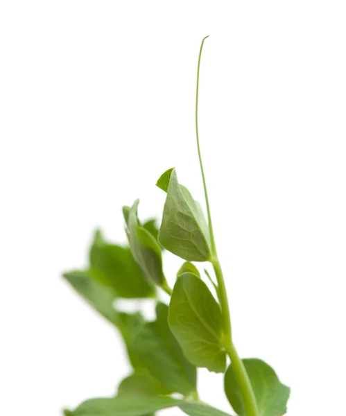 Tuin erwt planten — Stockfoto