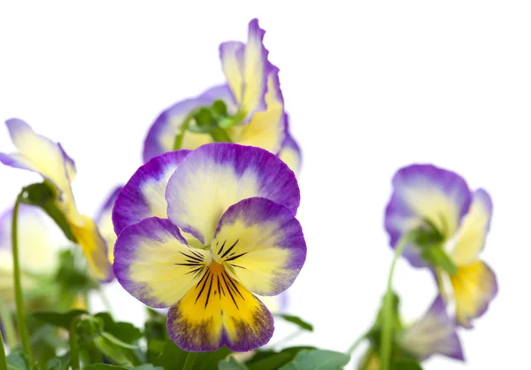 Pansy. — Foto de Stock