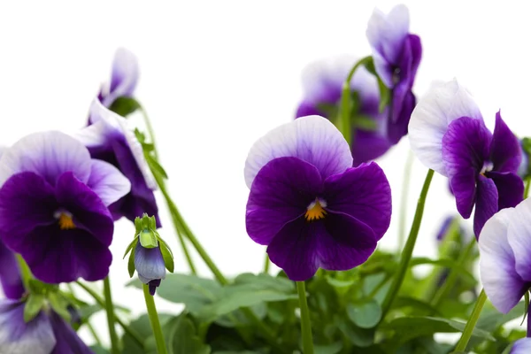 Pansy — Stock Photo, Image