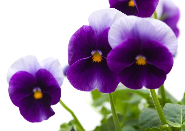 Pansy. — Foto de Stock