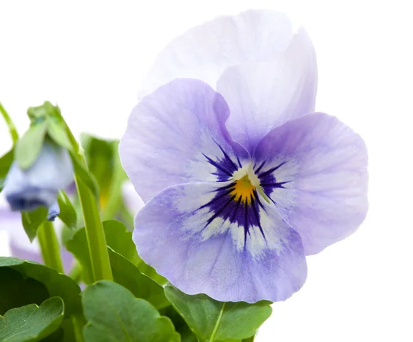 Pansy. — Foto de Stock