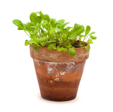 salata roket laves