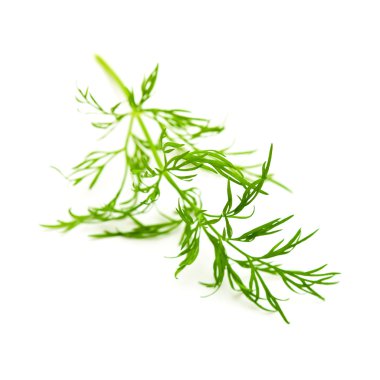 Dill.