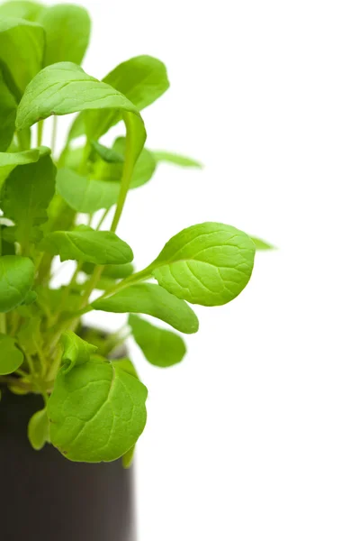 Rucola-Salat — Stockfoto