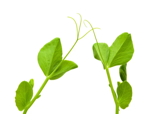 Green garden pea plants — Stock Photo, Image