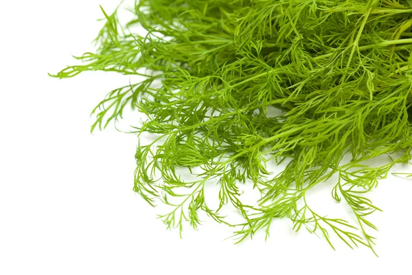 Dill. — Fotografia de Stock