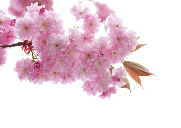 Ornamental cherry blossoms — Stock Photo, Image