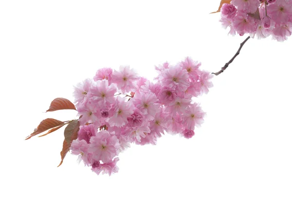 Ornamental cherry blossoms — Stock Photo, Image